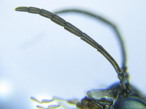 Réf. 289 518 : Macrophya albipuncta