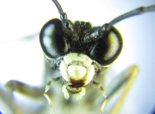 Réf. 289 596 : Tenthredo livida