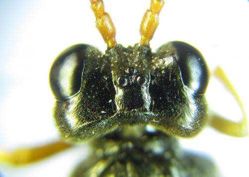 Tenthredo campestris