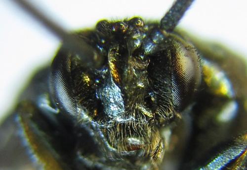Arge gracilicornis