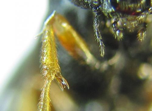 Réf. 289 059 : Blasticotoma filiceti
