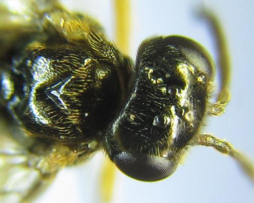 Heptamelus ochroleucus
