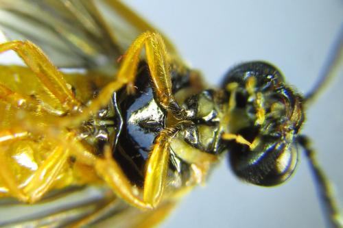 Selandria serva