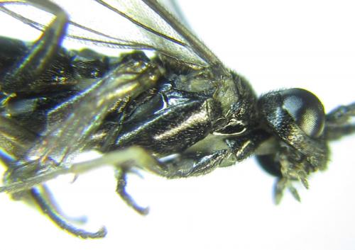 Ametastegia carpini
