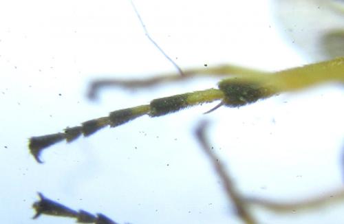 Athalia circularis