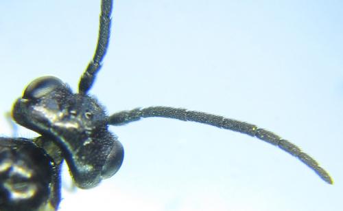 Ametastegia carpini