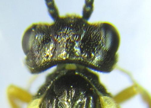 Ametastegia pallipes