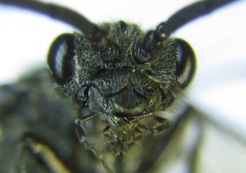 Dolerus nigratus