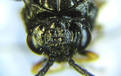 Réf. 289 222 : Eutomostethus luteiventris