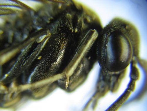 Réf. 289 242 : Macrophya infumata