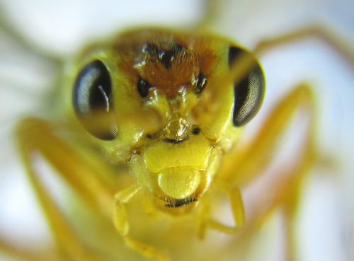 Réf. 289 447 : Tenthredopsis nassata