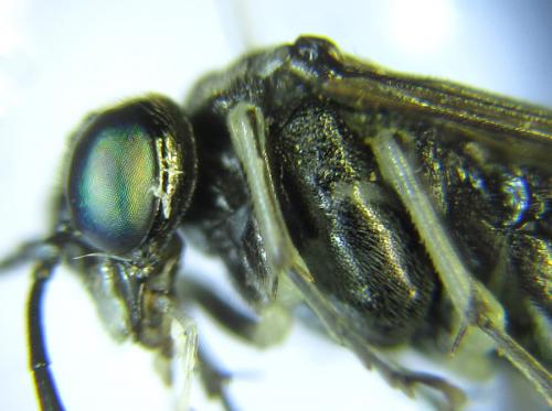 Réf. 289 519 : Macrophya albipuncta