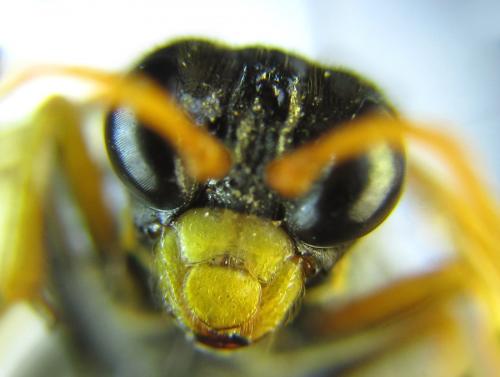 Tenthredo campestris