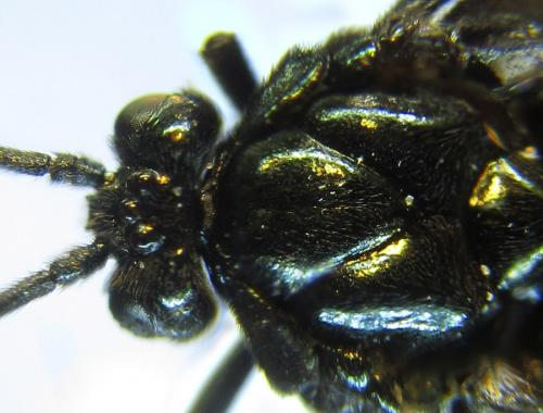 Réf. 289 046 : Arge gracilicornis