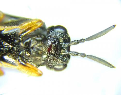 Réf. 289 060 : Blasticotoma filiceti