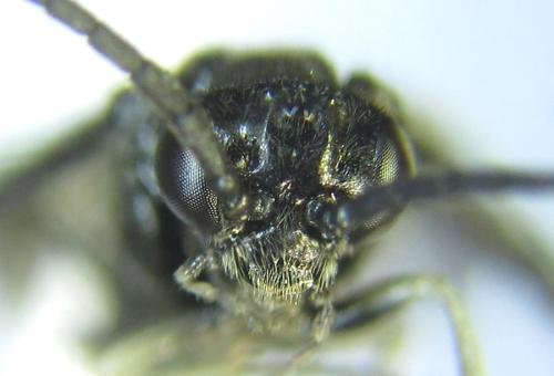 Birka cinereipes