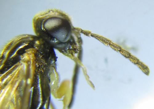 Heptamelus ochroleucus