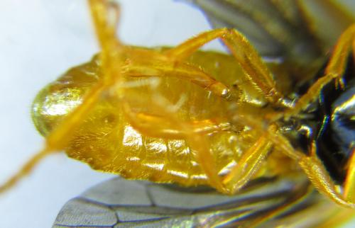 Selandria serva