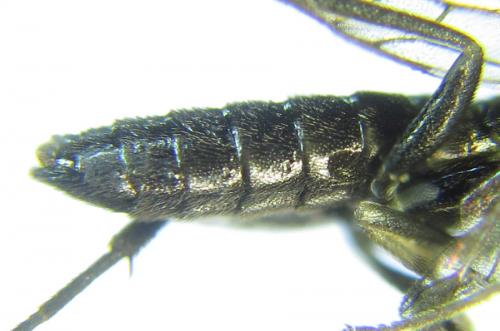 Ametastegia carpini