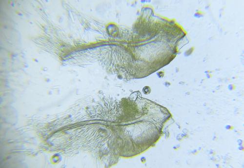 Athalia circularis