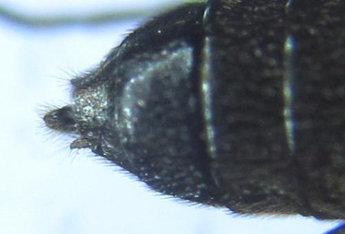 Ametastegia carpini