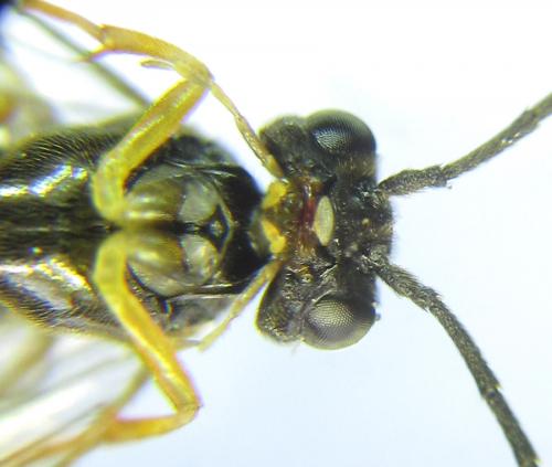 Ametastegia pallipes