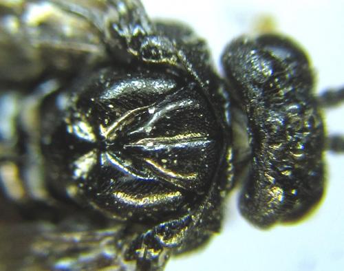 Réf. 289 223 : Eutomostethus luteiventris
