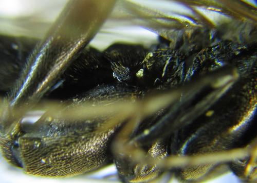 Réf. 289 243 : Macrophya infumata