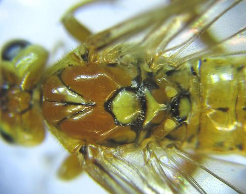 Réf. 289 448 : Tenthredopsis nassata