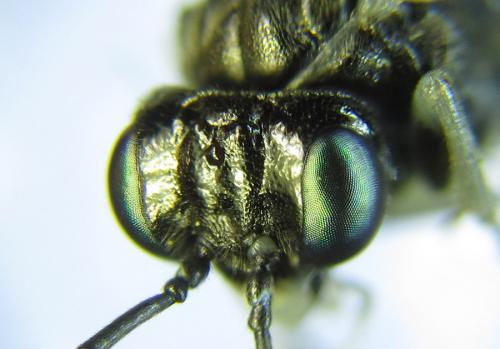 Réf. 289 520 : Macrophya albipuncta