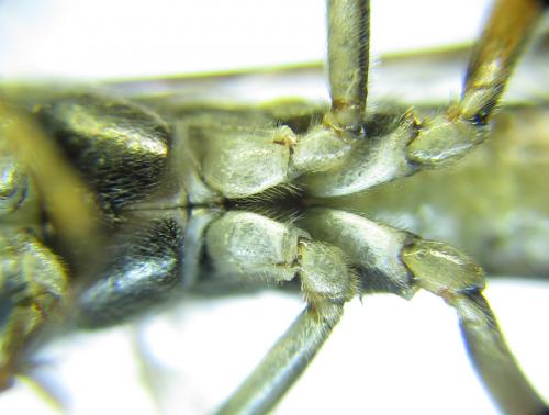 Réf. 289 598 : Tenthredo livida