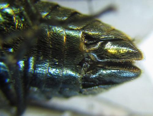 Réf. 289 047 : Arge gracilicornis