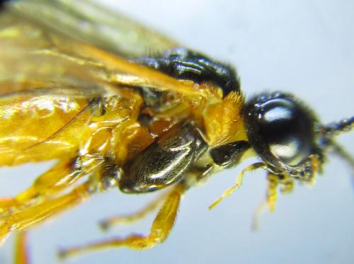 Selandria serva
