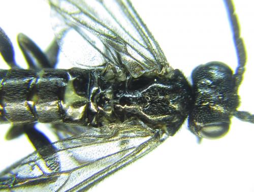 Ametastegia carpini