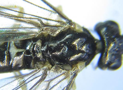Ametastegia carpini