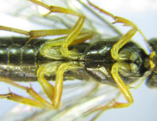 Ametastegia pallipes