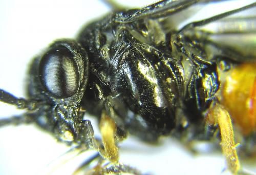 Réf. 289 224 : Eutomostethus luteiventris