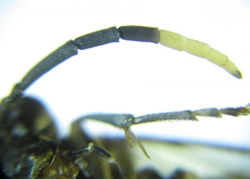Macrophya infumata