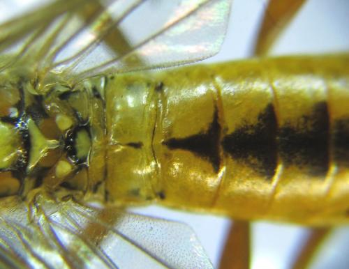 Réf. 289 449 : Tenthredopsis nassata
