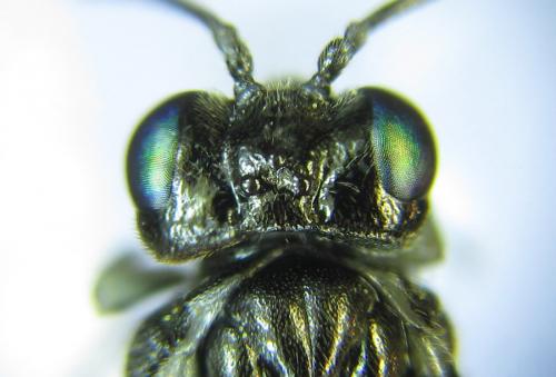 Réf. 289 521 : Macrophya albipuncta