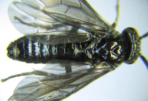 Birka cinereipes