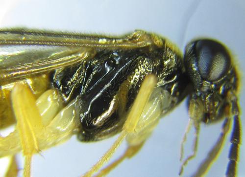 Heptamelus ochroleucus