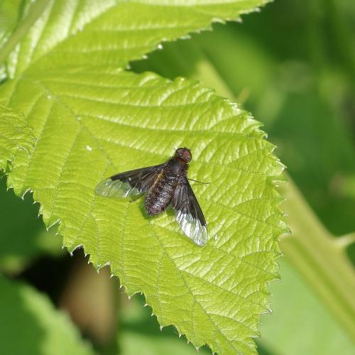 Hemipenthes morio