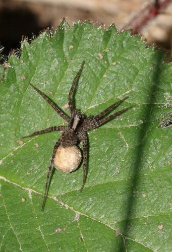 Pardosa sp.