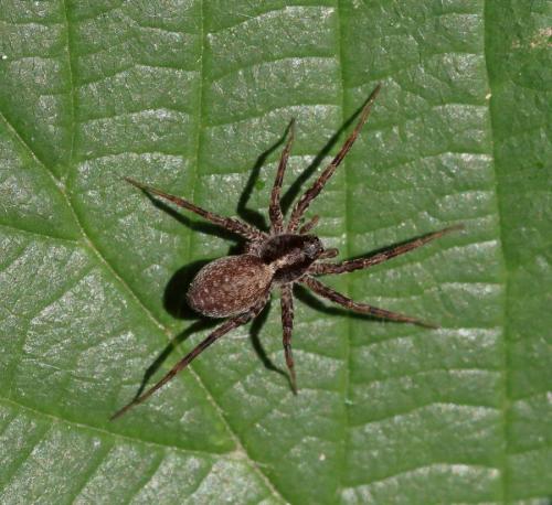 Pardosa sp.