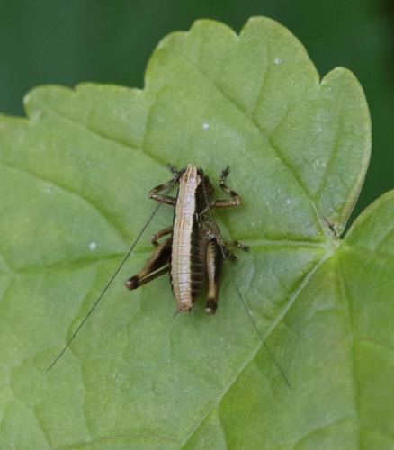 Pholidoptera griseoaptera