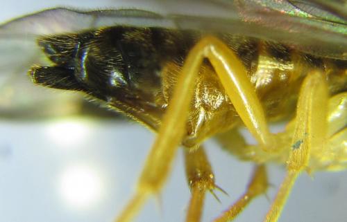 Heptamelus ochroleucus