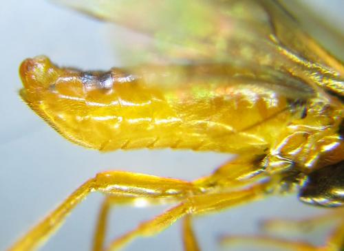 Selandria serva
