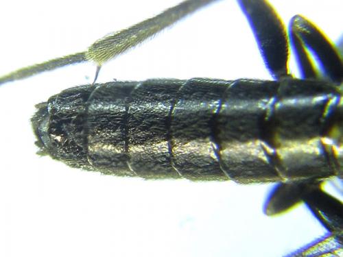 Ametastegia carpini