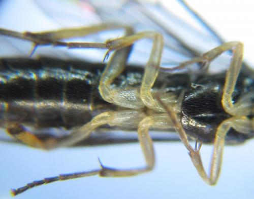Ametastegia carpini